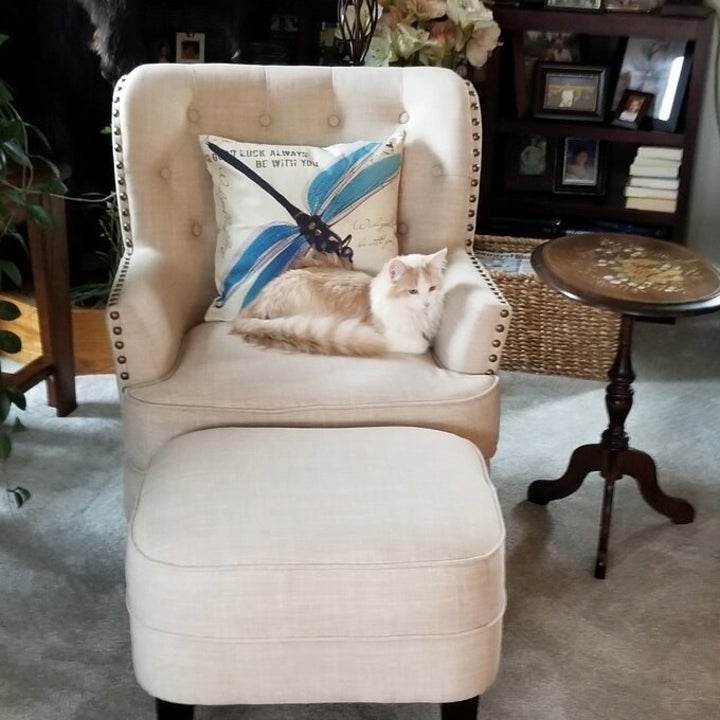 the chair with a cat on it