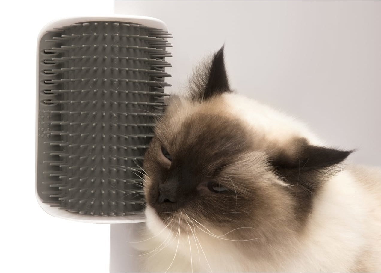 cat rubbing itself on the gray curved brush that&#x27;s mounted to the corner of a wall