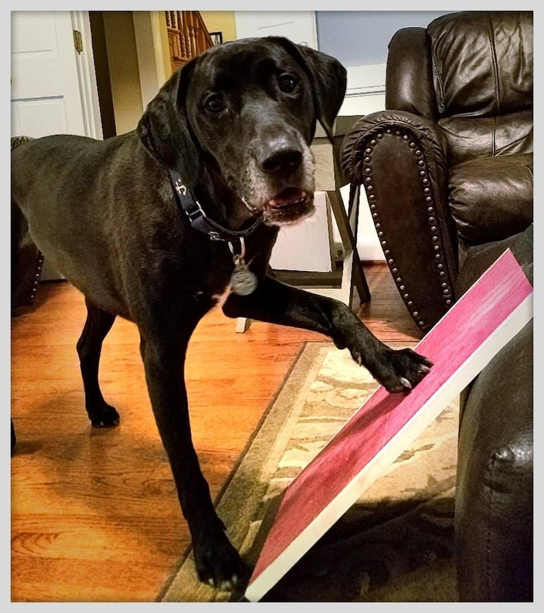 Dog rubbing its nails on a pink board