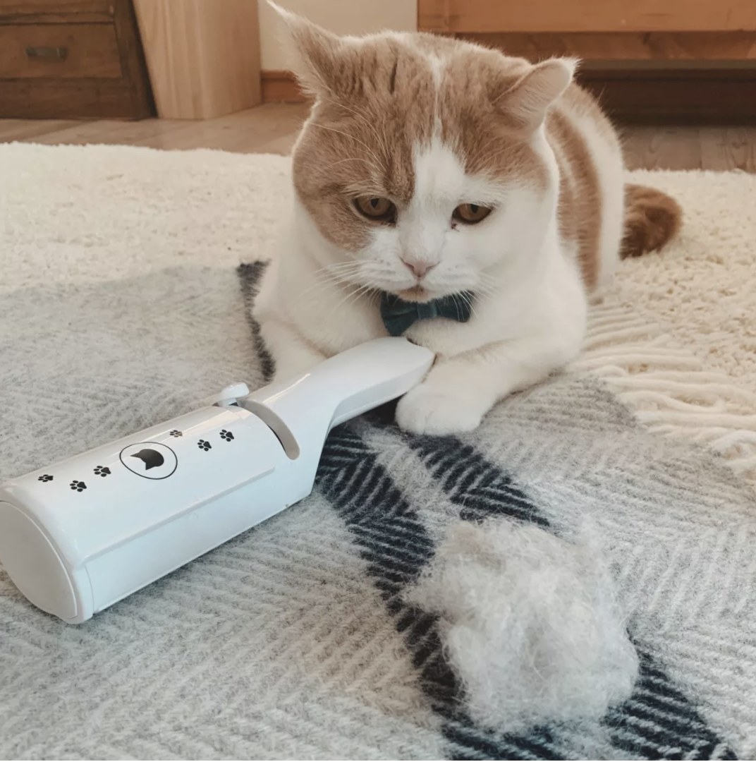 An orange and white cat wearing a blue bowtie next to the white hair removal tool
