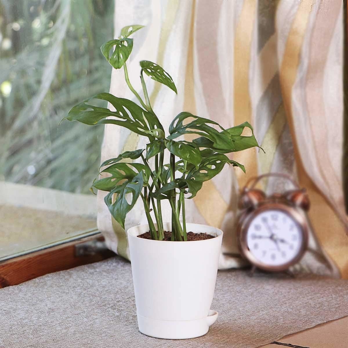 An indoor plant in a white self-watering pot kept next to a window
