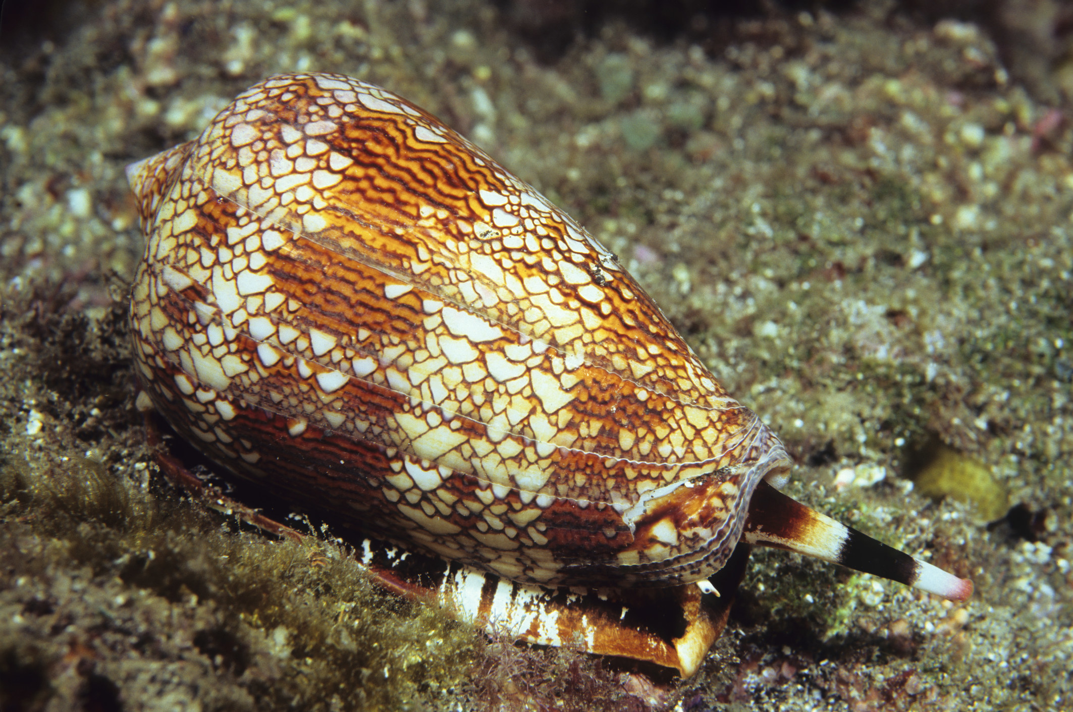 A cone snail in the water