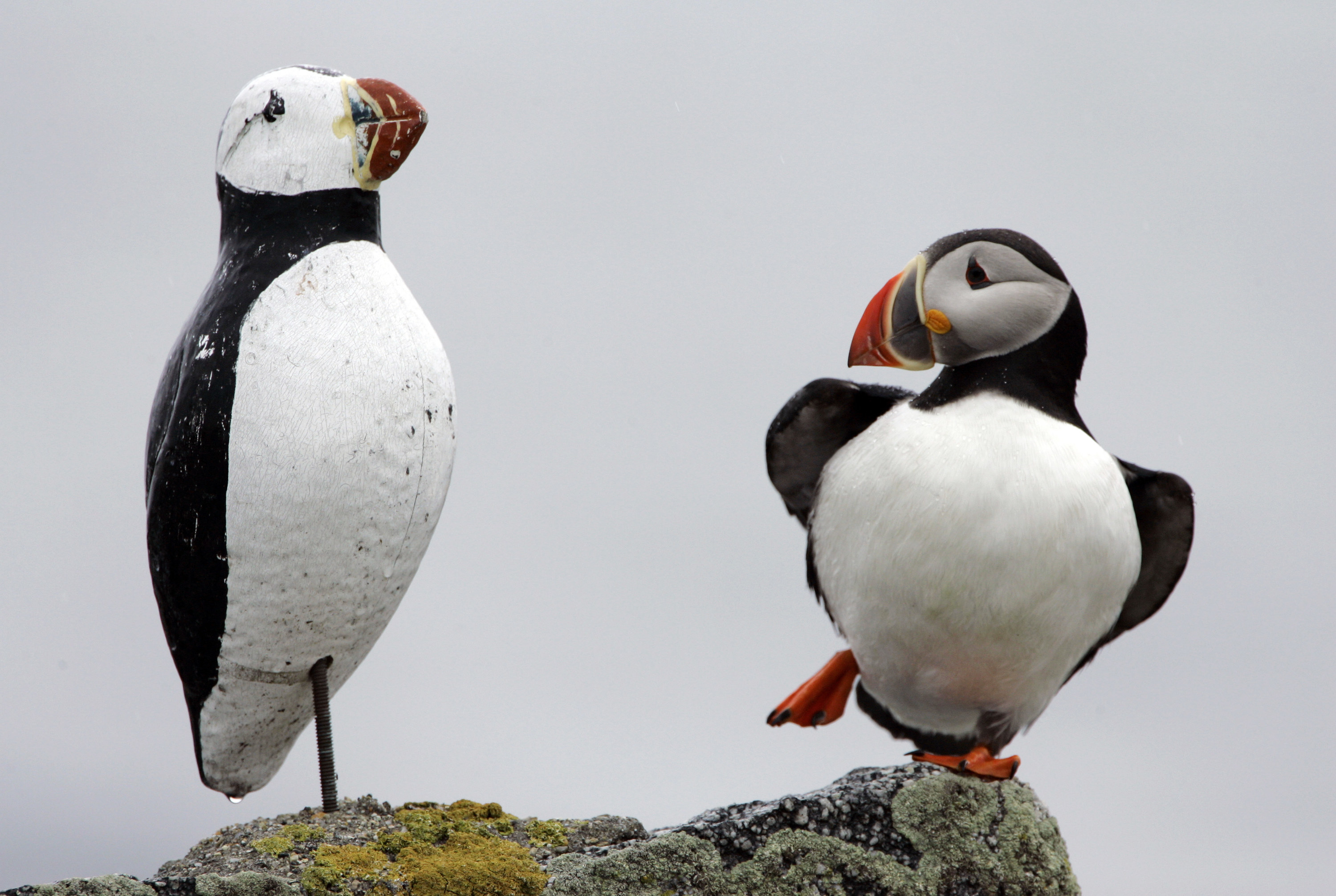 A puffin lifts his leg, just like his new friend, a wooden decoy.
