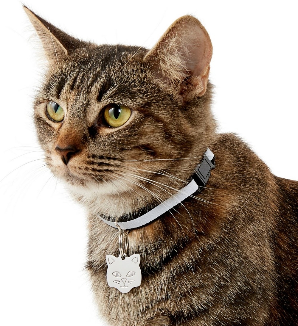 A cat wearing a cat design ID tag on a collar