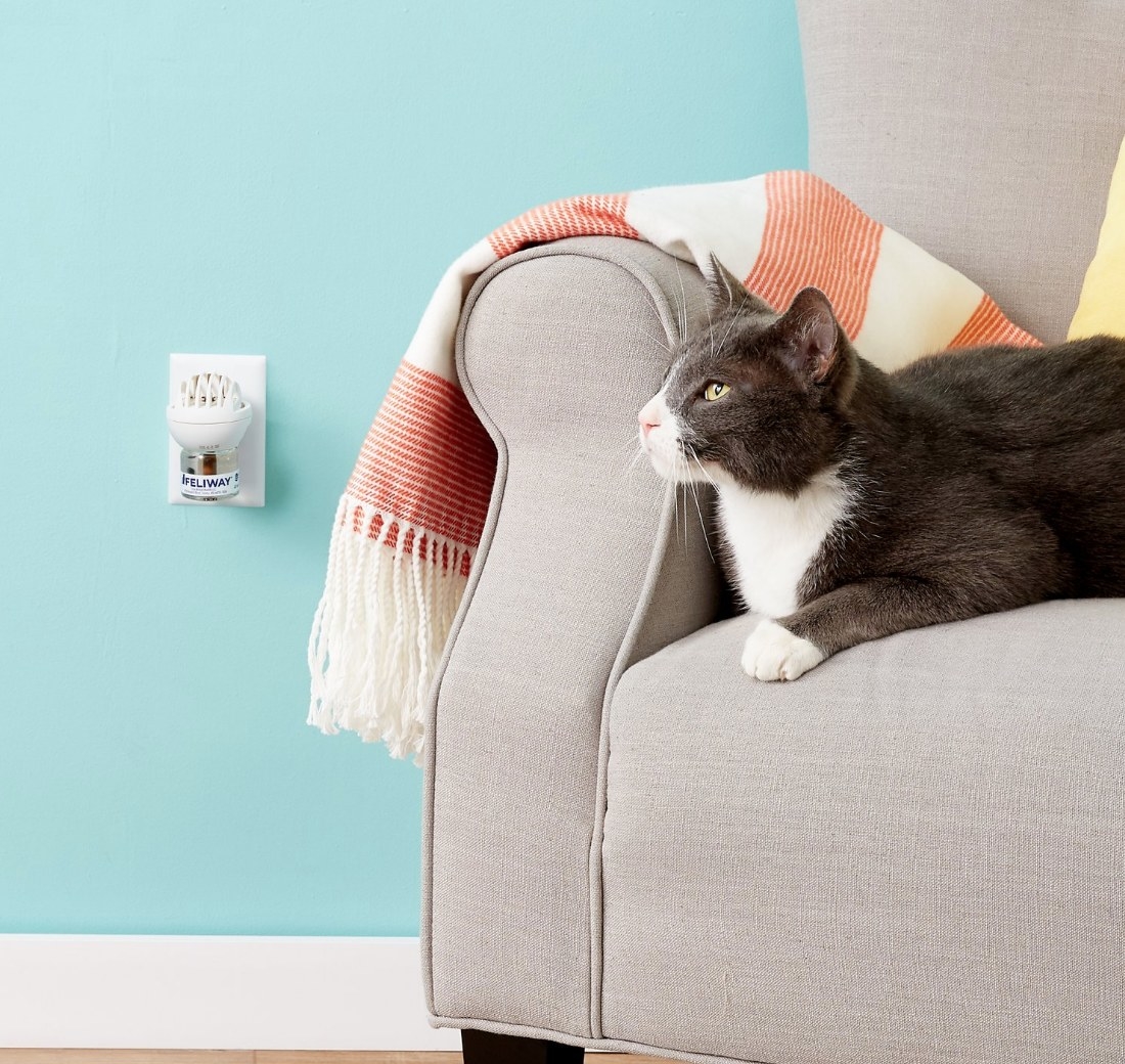 A cat on a couch next to a calming diffuser for cats plugged into the wall
