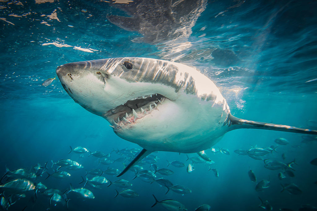 A great white shark swimming above a school of fish