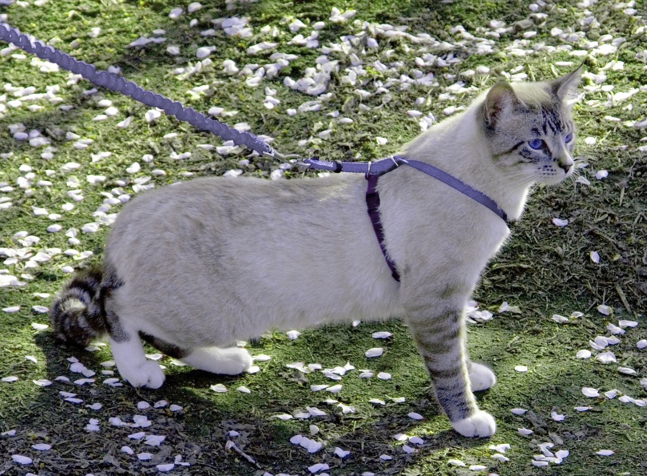 A cat wearing a lilac harness with an attached bungee leash