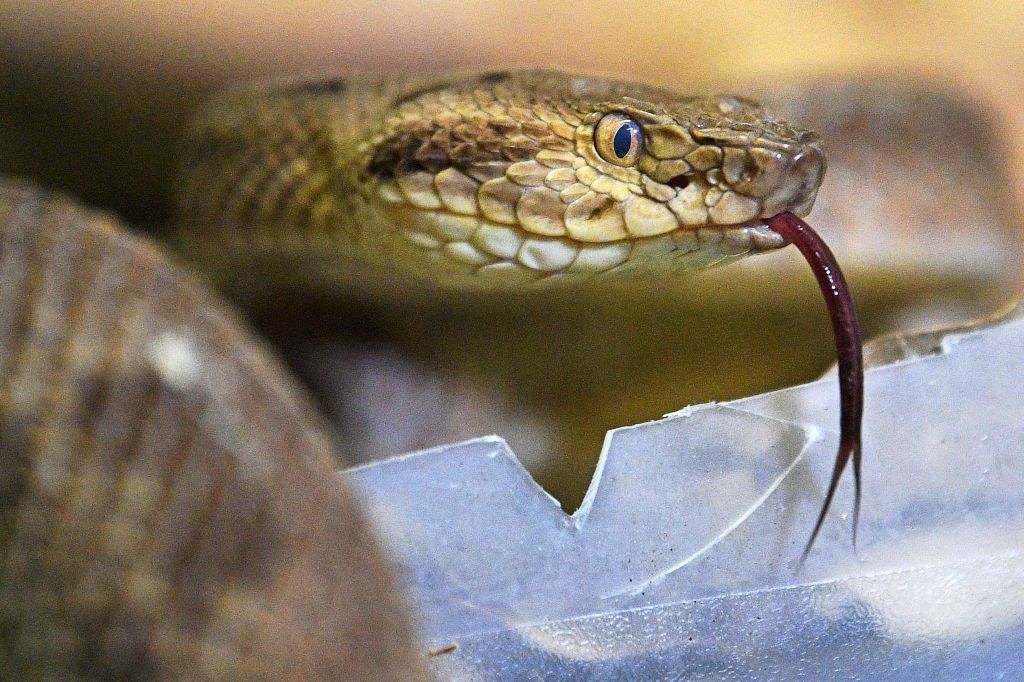A golden lancehead snake