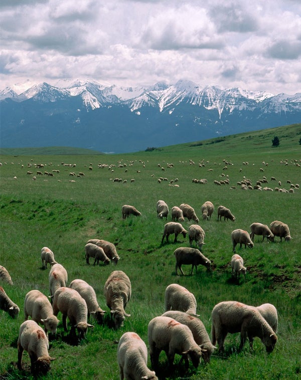 Sheep grazing in the Wallowa Mountains, Oregon.