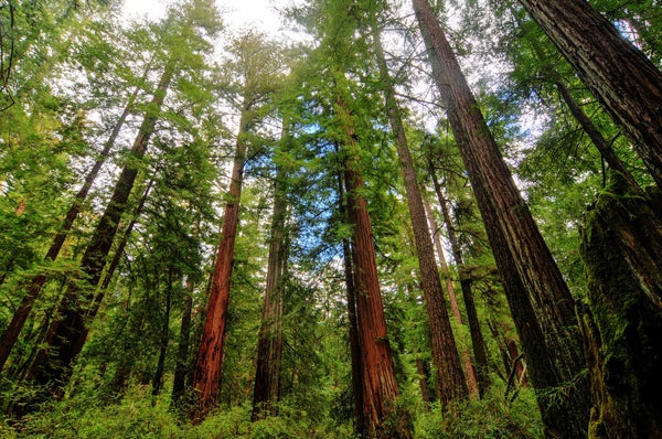 Sequoia Trees in Big Basin Redwoods State Park.