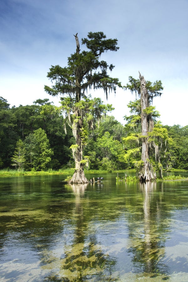 Tall trees at Wakulla Springs State Park.