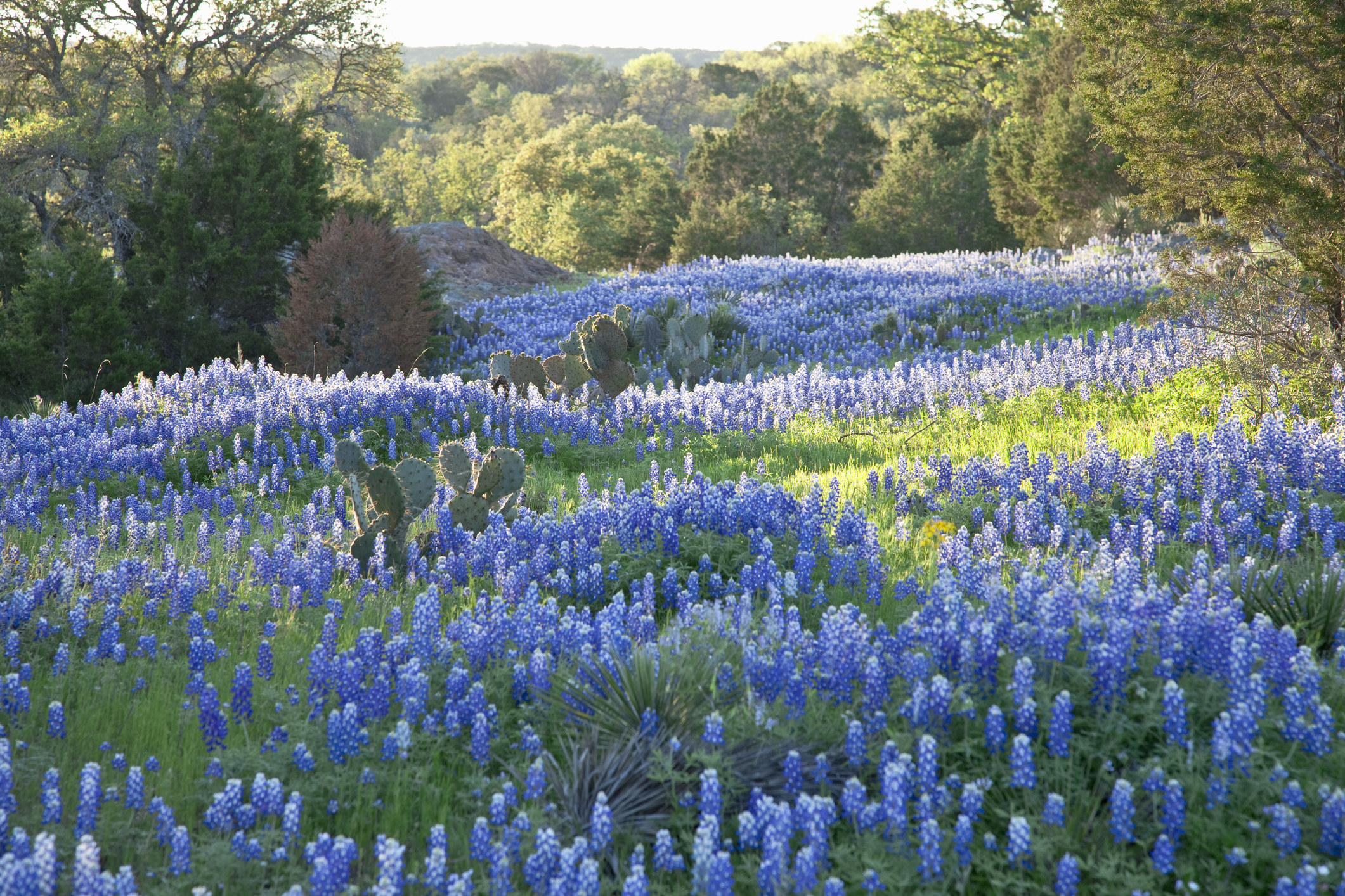 A field of Texas bluebonnets.