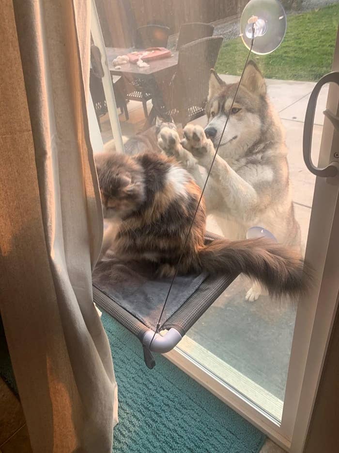 cat sitting on the hammock attached to a glass door while a husky paws at the glass door