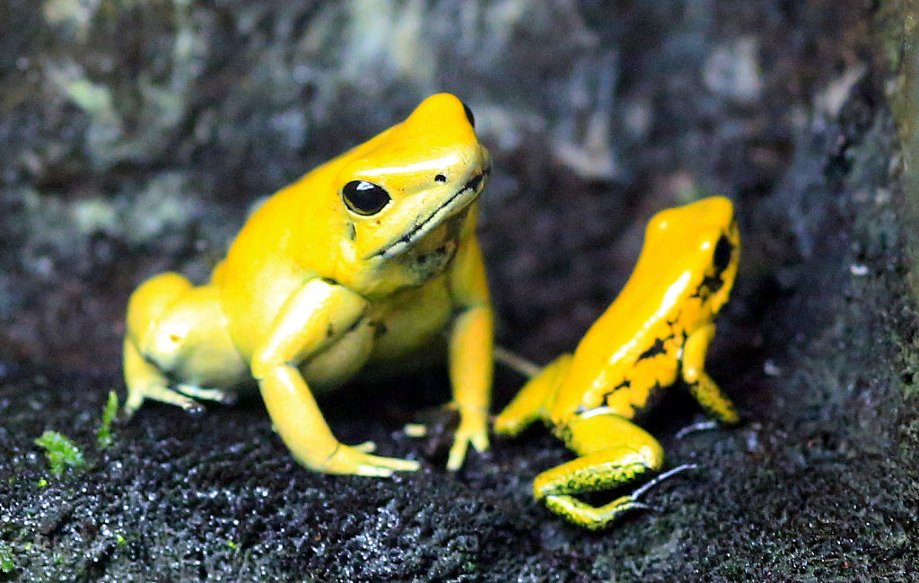 Two golden poison frogs in captivity