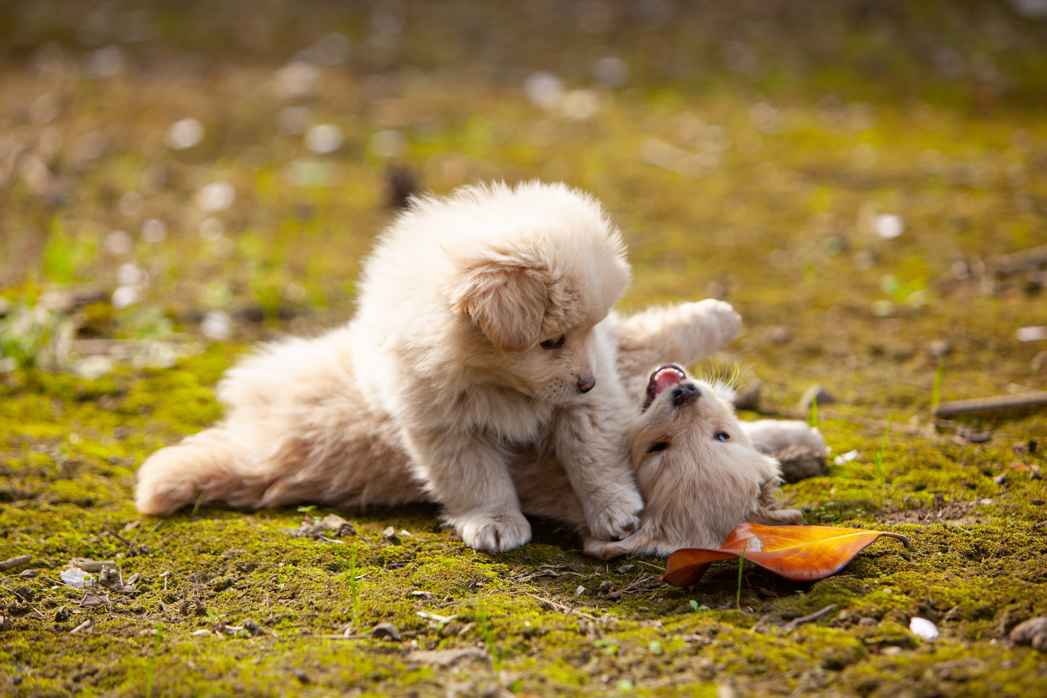 Two puppies play wrestle