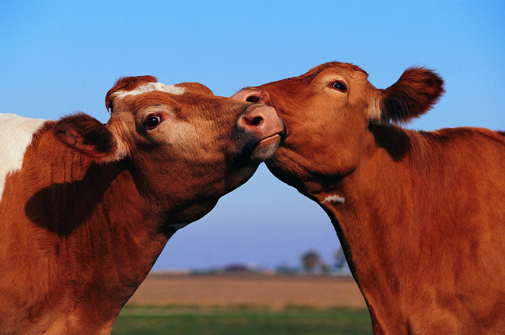 Two cows nuzzling each other