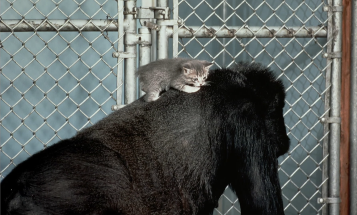 All Ball the kitten standing on Koko's back