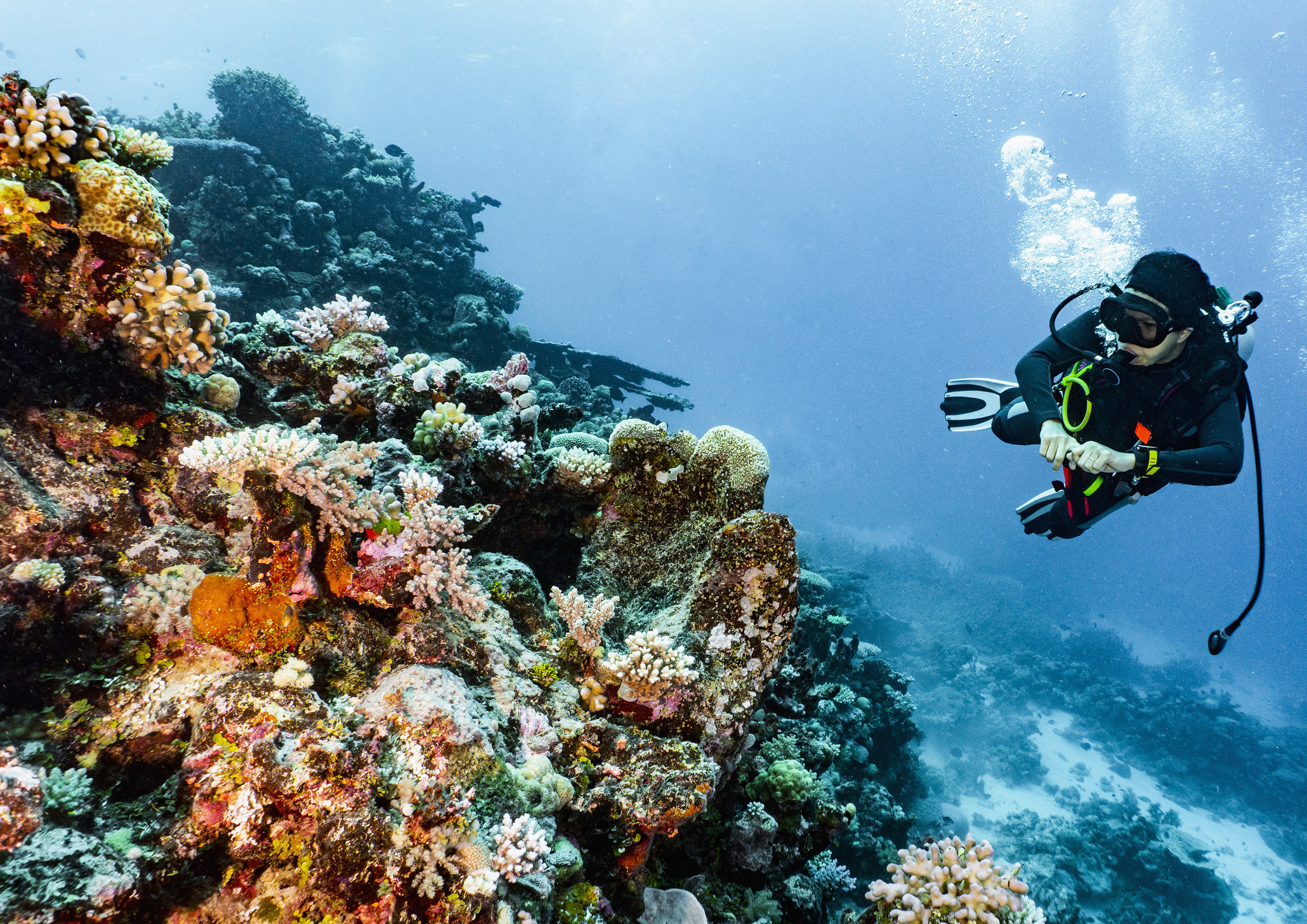 a scuba diver observes coral in the great barrier reef