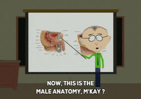 南方公园讲师教学男性解剖学