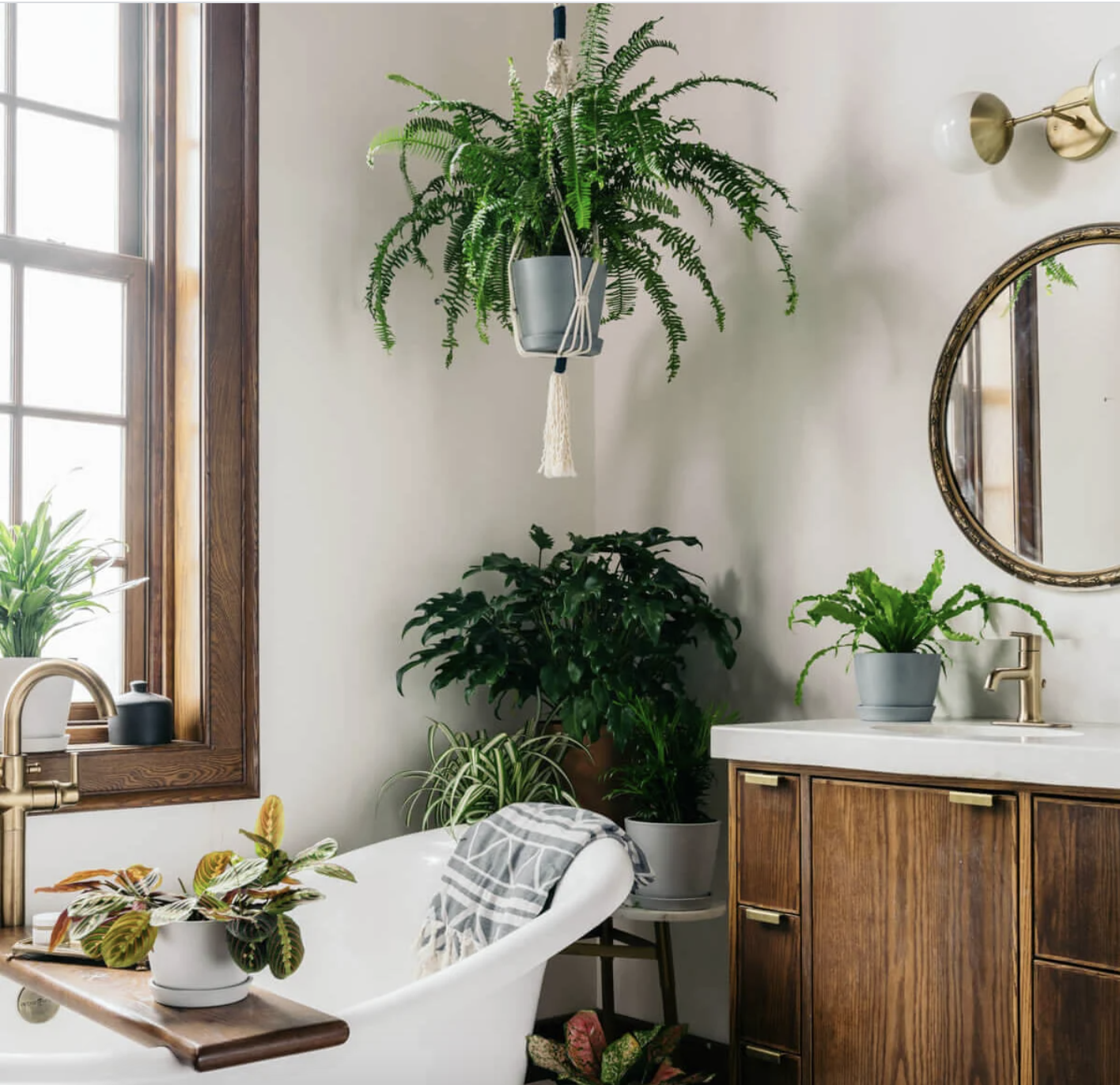 A bathroom with lots of houseplants in it