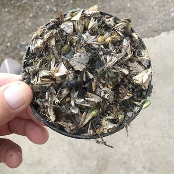 a reviewer holding a tray from the bug zapper filled with dead bug carcasses 