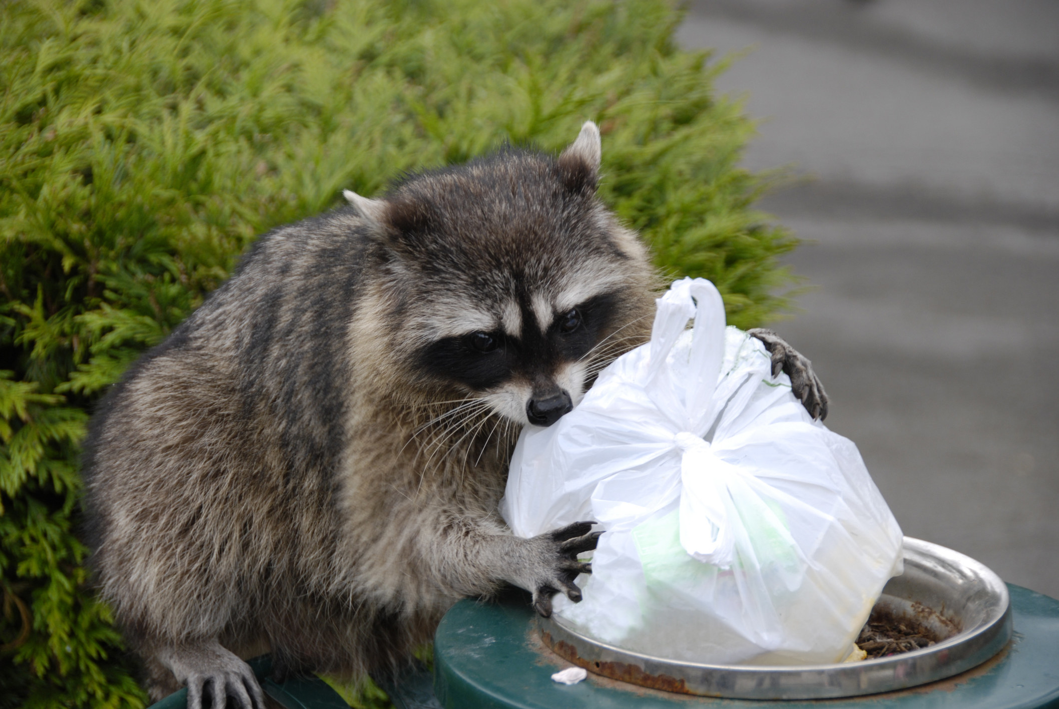 A racoon going through trash.