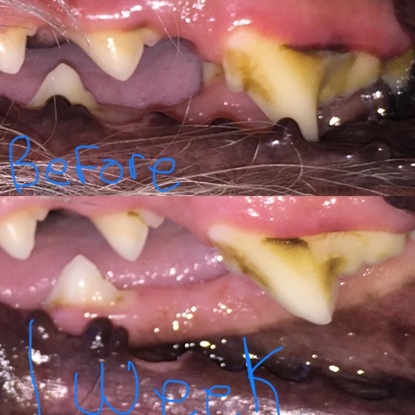 before and after of a dog&#x27;s teeth showing the yellow and brown plaque has significantly decreased