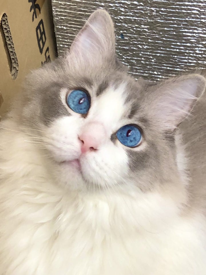 この子 大きすぎないか 暑くて溶け出した8 3キロの猫の姿を見てほしい