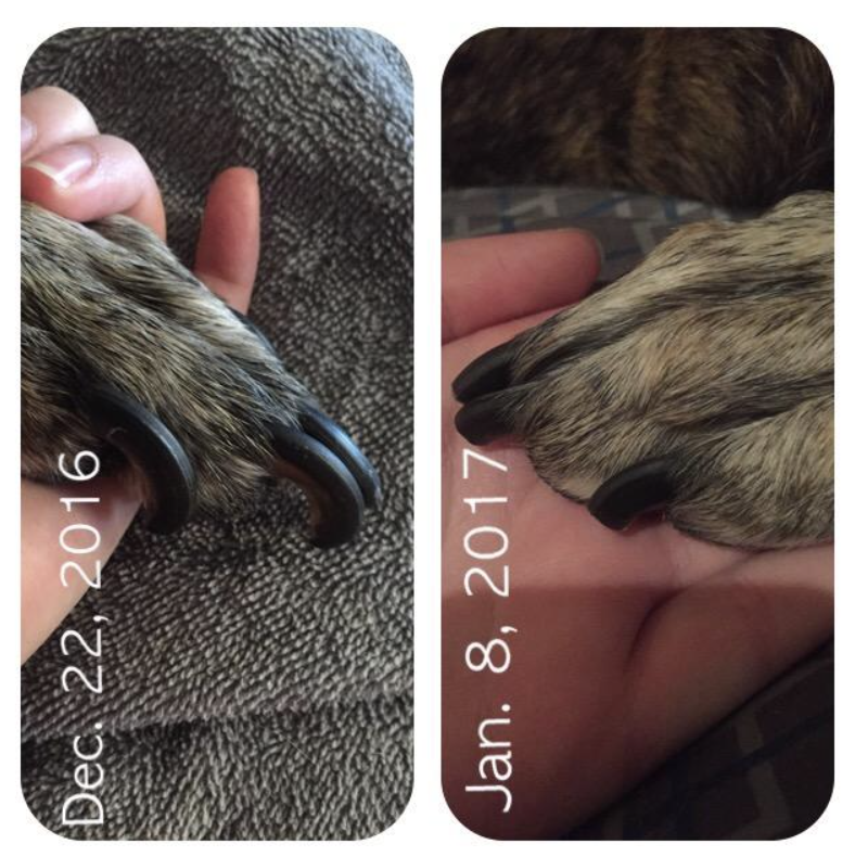 Before photo of a reviewer's dog with extremely long, thick nails and an after photo of the same dog with neatly trimmed nails