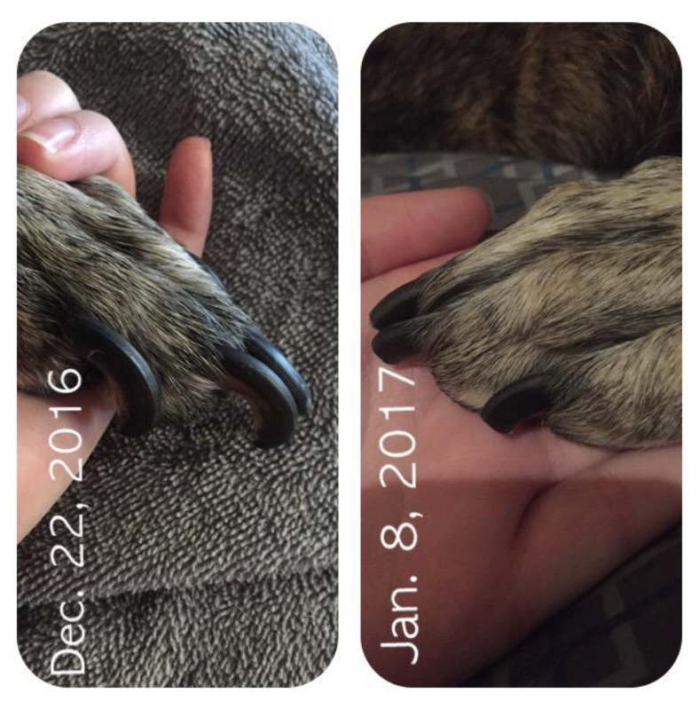 Before photo of a reviewer&#x27;s dog with extremely long, thick nails and an after photo of the same dog with neatly trimmed nails