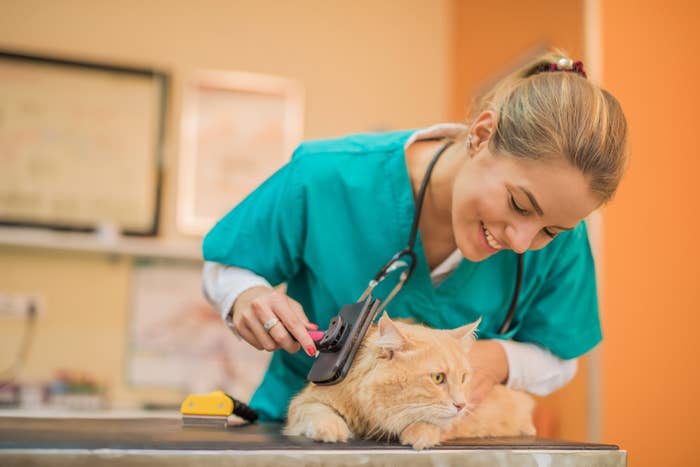 A Maine Coon cat getting groomed by a veterinarian