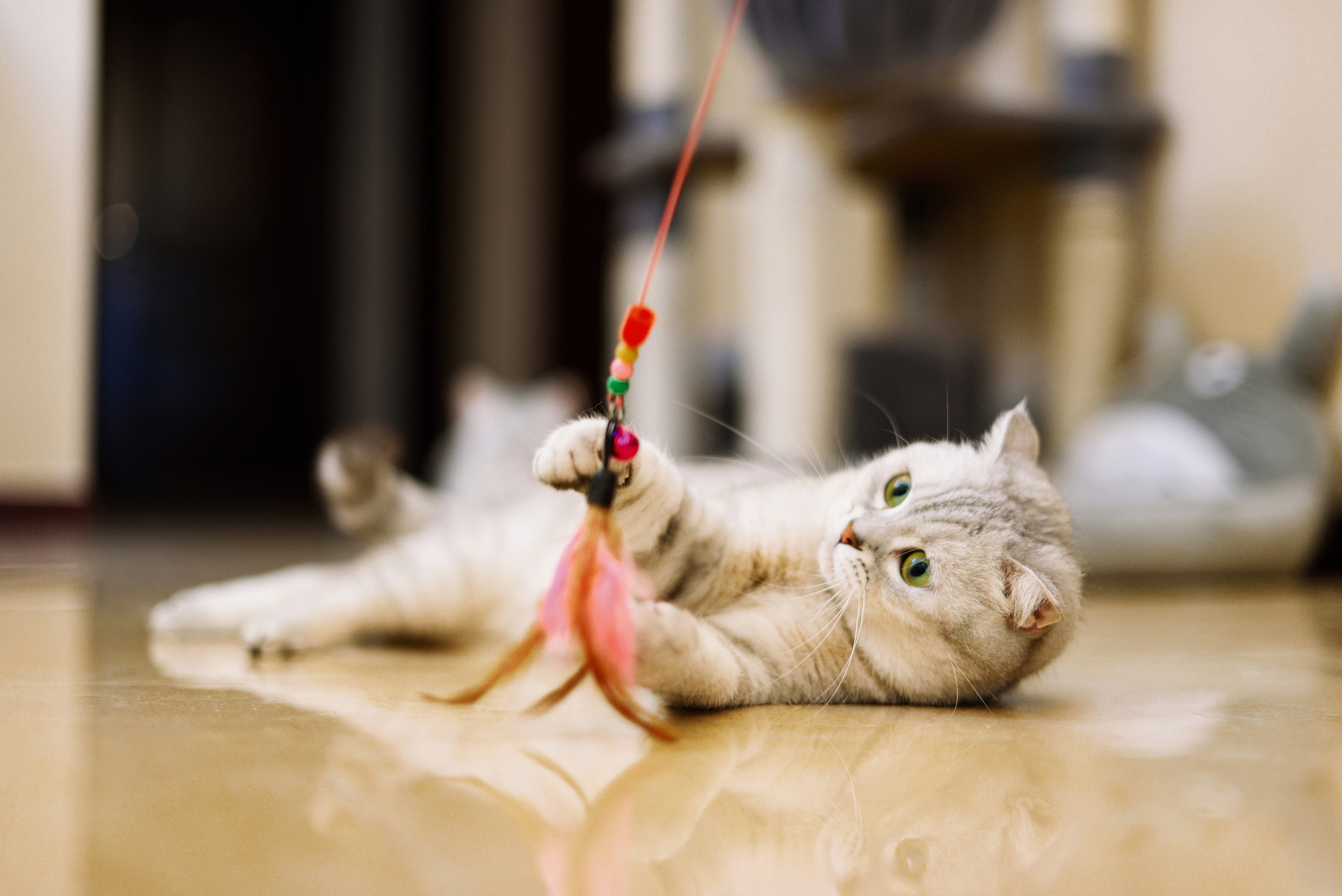 Tabby cat plays with a cat feather toy