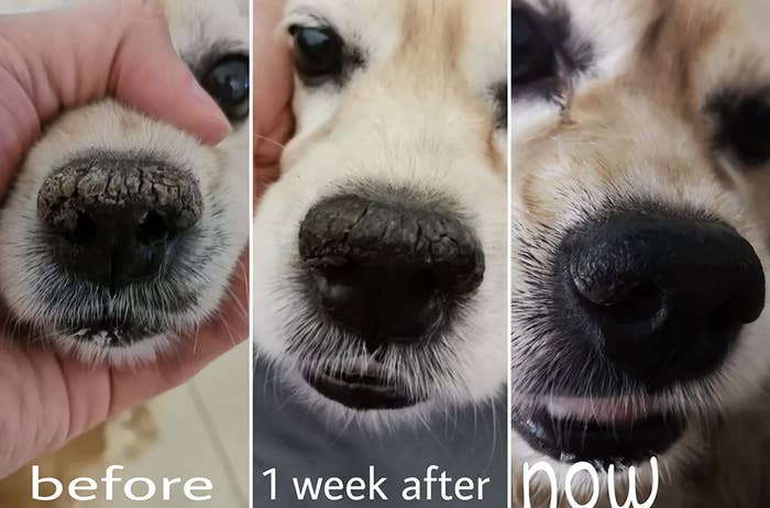 a before, during, and after photo showing a dog&#x27;s nose looking less chapped with use of the snout soother stick