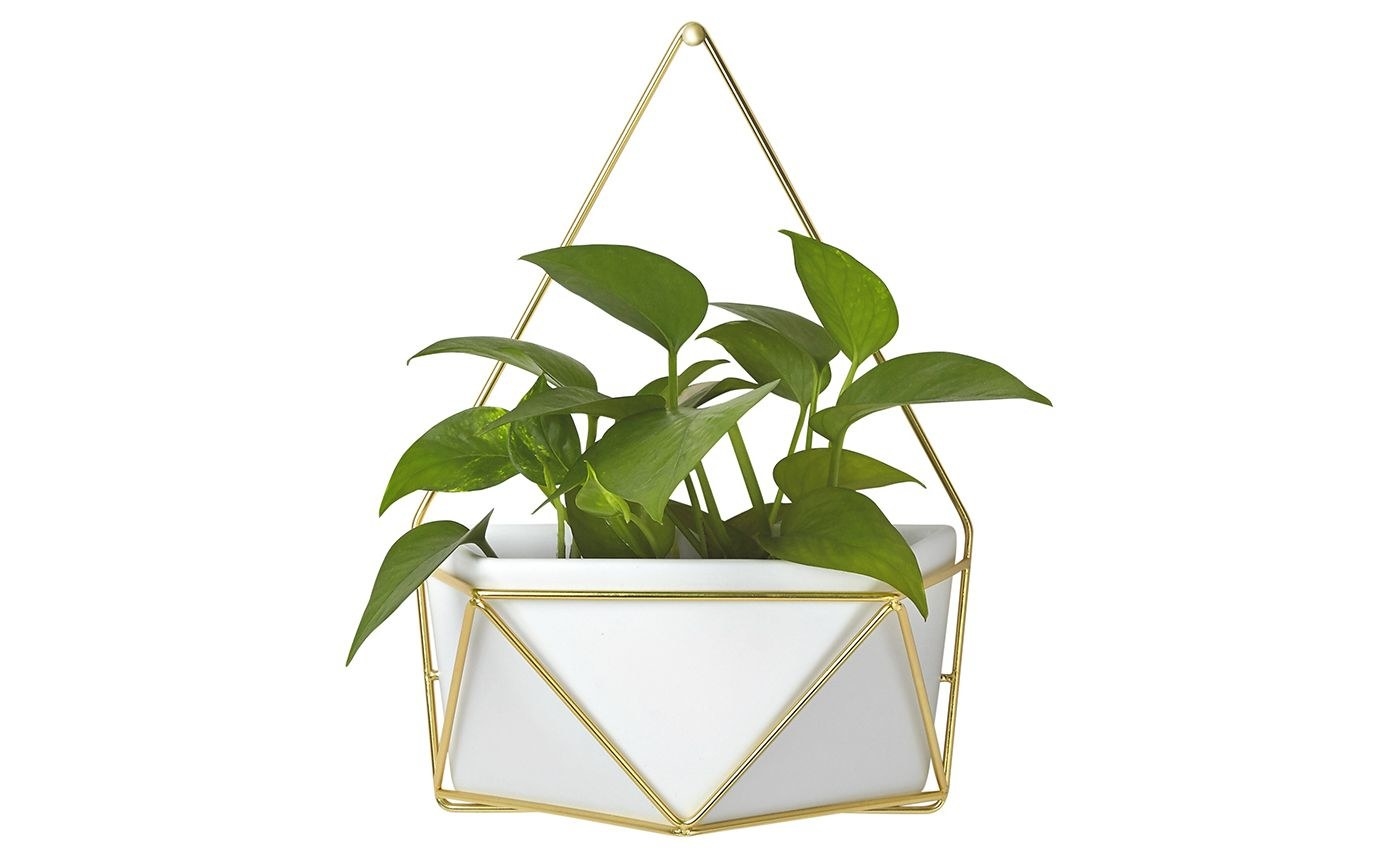 The triangular white wall hanging with a gold frame and a plant inside, hanging on a wall