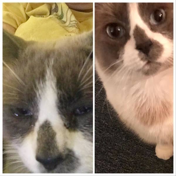 On the left, a reviewer&#x27;s cat looking like its eyes and nose are running, and on the right, the same reviewer&#x27;s cat no longer with running eyes and nose