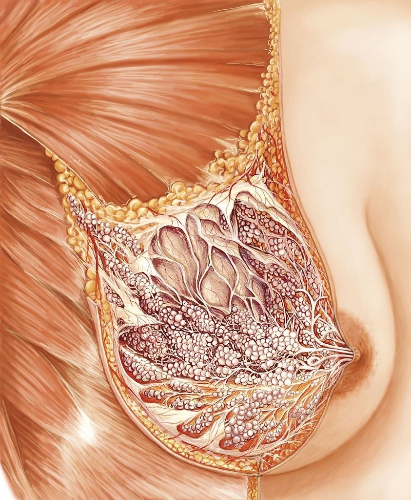 An illustration of a breast and milk glands