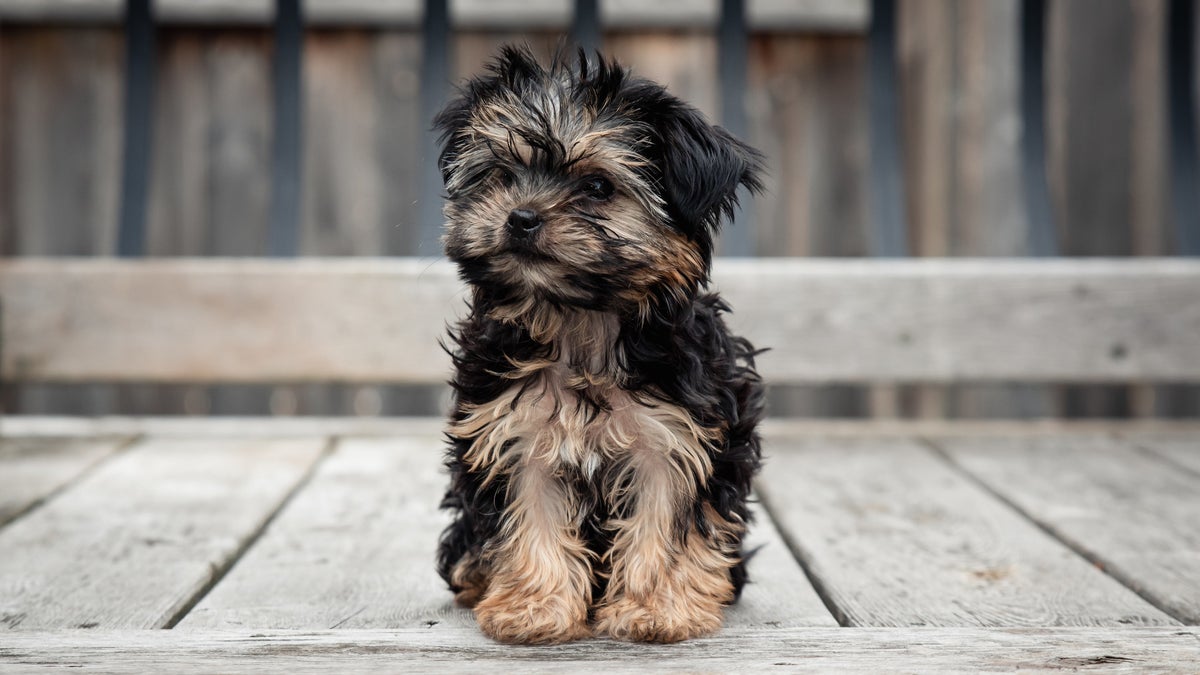 Teacup Dogs On Instagram That Are So Cute It Hurts, image size:1200x675