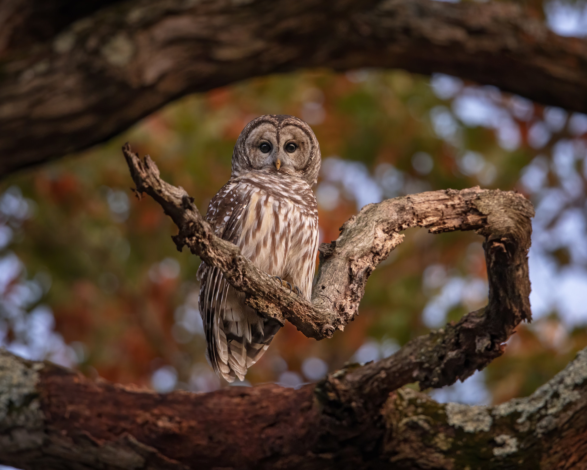 An owl perched on a tree
