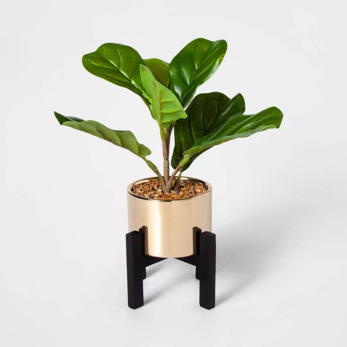 The plant has large green rounded leaves and is in a gold planter with a black stand