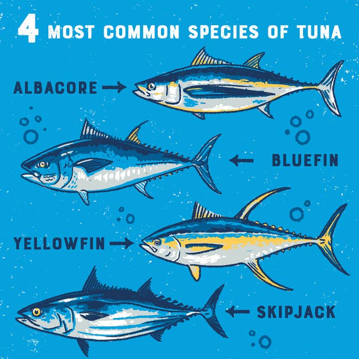 Illustration of albacore and bluefin and yellowfin and skipjack