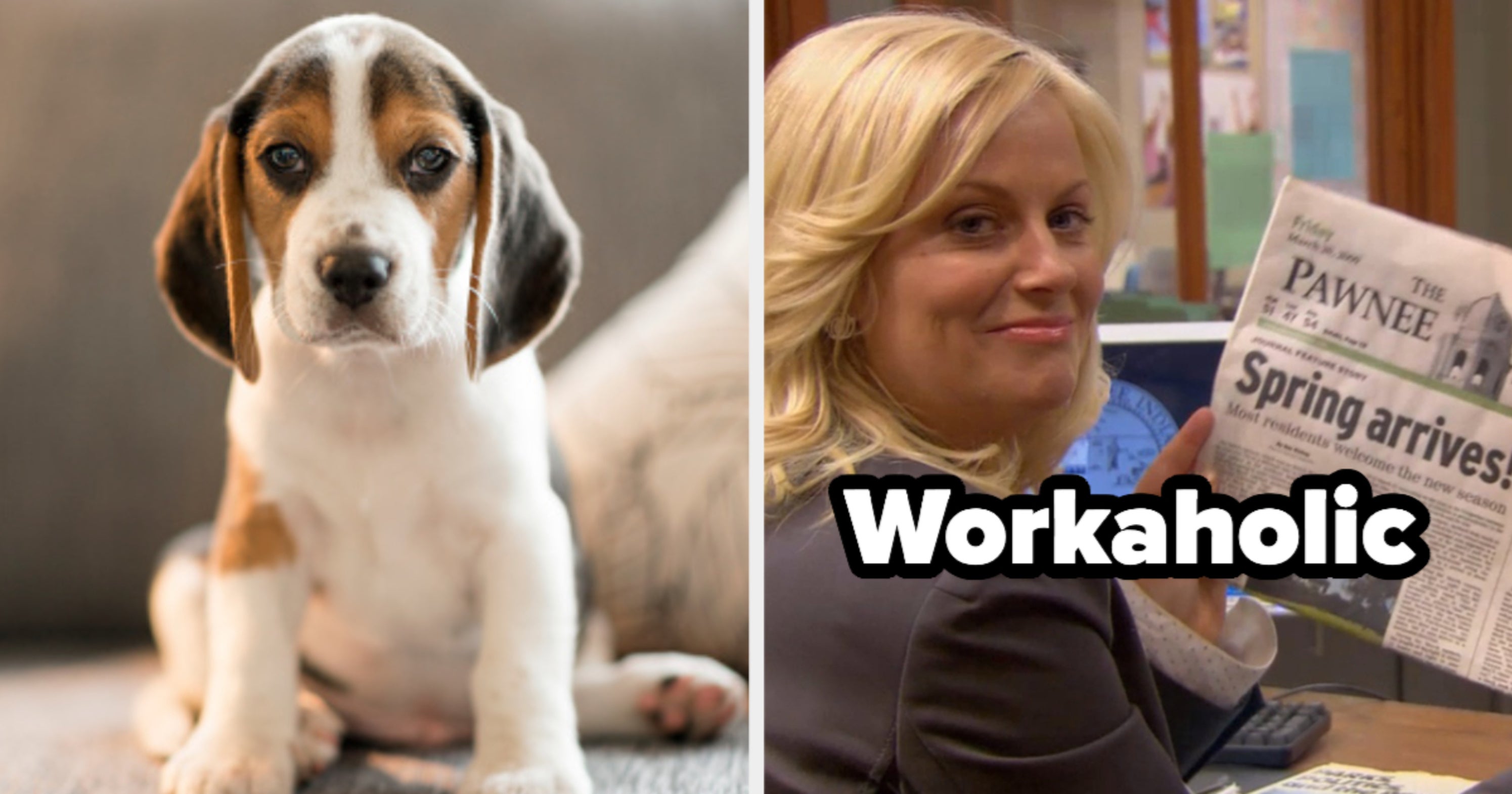 Name Some Dogs And We'll Reveal Your Inner Flaw