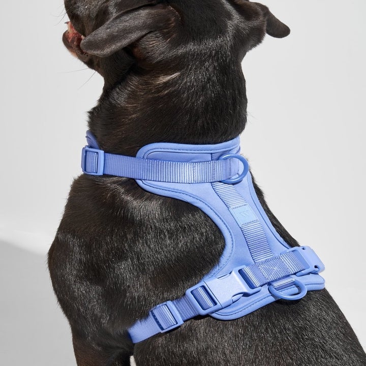 light blue harness