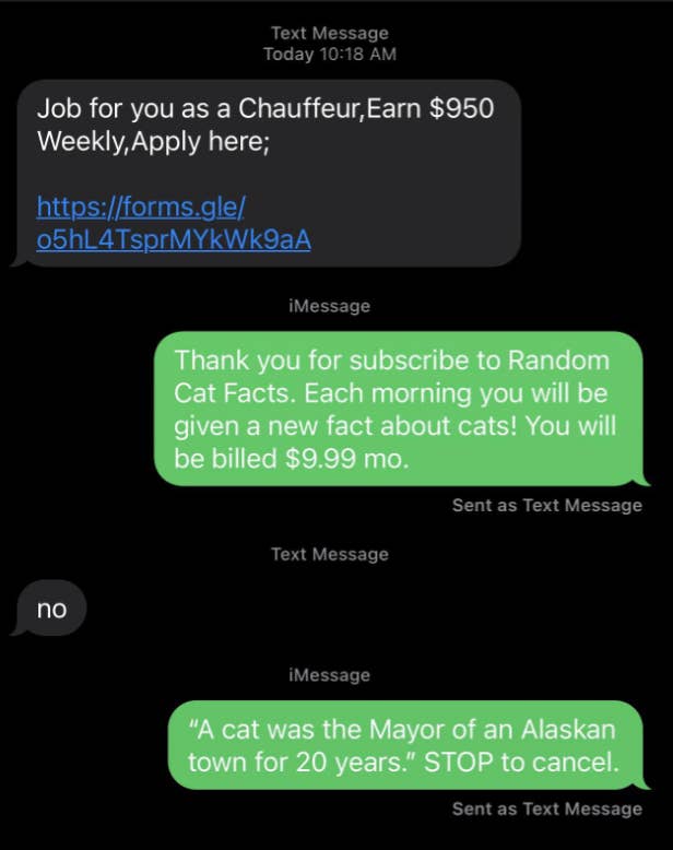 scammer tries to implement a scam and the other person responds with a fake cat facts service