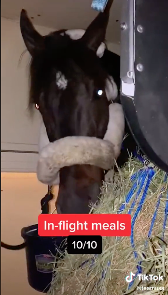 A black horse eating hay on a plane
