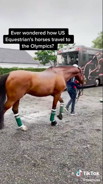 Horse being loaded onto a big truck