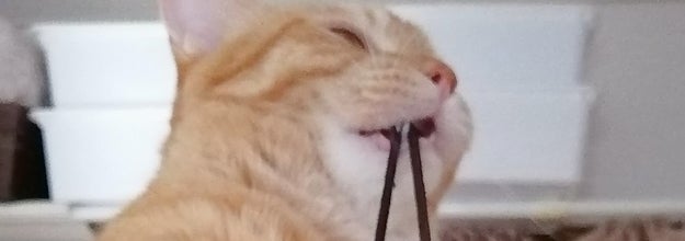 この後 めちゃ痛いやつ ヘアゴムをみょ んと伸ばしたネッコが容赦ないけどかわいすぎる