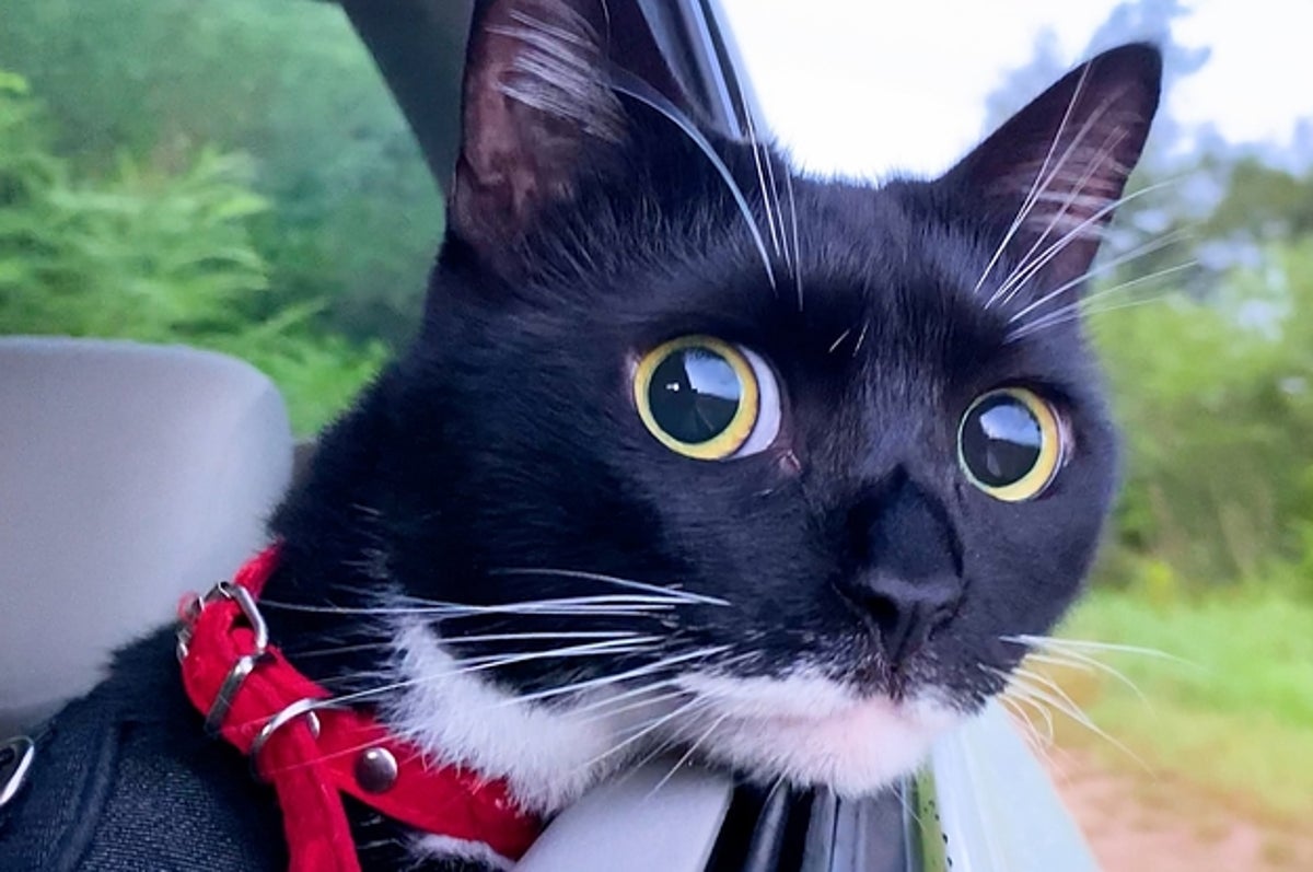 ドライブの楽しさを分かっている猫ちゃん おめめキラキラで窓の外を眺める姿が可愛すぎ