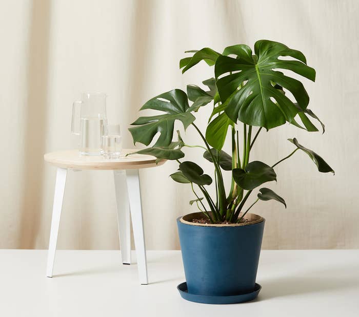 a monstera plant in an indigo pot