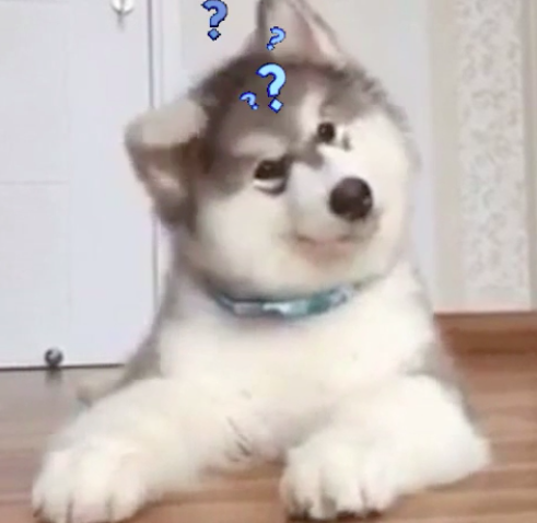 A dog looking confused