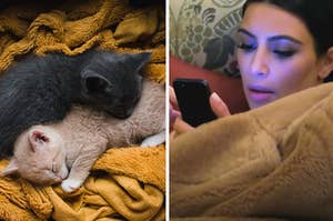 Two kittens are on the left on a blanket with Kim Kardashian on the phone on the right